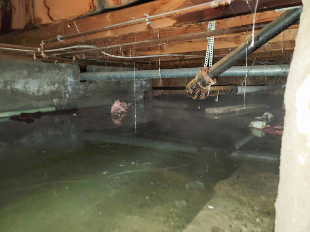 Best Basement water damage restoration  in San Tan Valley, AZ